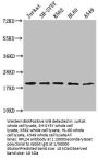 RPL24 Antibody