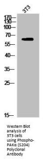Phospho-PAKalpha (S204) Polyclonal Antibody