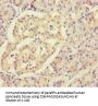 RPL34 Antibody