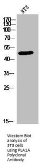 PLA1A Antibody
