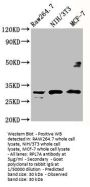 RPL7A Antibody