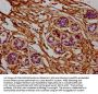 RPL7A Antibody