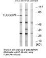 TUBGCP4 Antibody