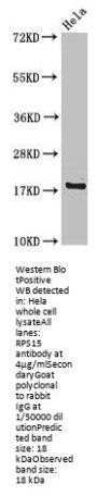 RPS15 Antibody