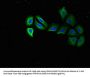 RPS15 Antibody