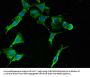 RPS2 Antibody