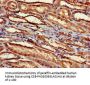 RPS2 Antibody