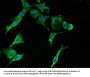 RPS2 Antibody