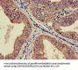 RPS21 Antibody