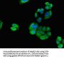RPS21 Antibody