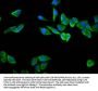 RPS23 Antibody