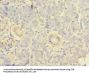 RPS24 Antibody
