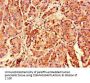RPS26 Antibody