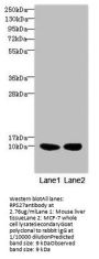 RPS27 Antibody