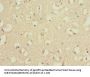 RPS27 Antibody