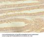 RPS27 Antibody