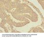 RPS27 Antibody
