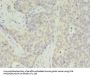 RPS28 Antibody