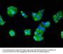 RPS29 Antibody