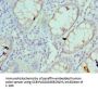 RPS4X Antibody