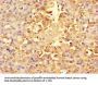 RPS6 Antibody
