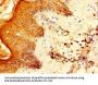 RPS6 Antibody