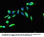 RPS6KA4 Antibody