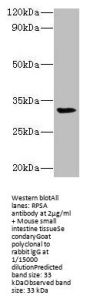 RPSA Antibody