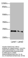 RRAS2 Antibody