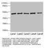 RRM2 Antibody
