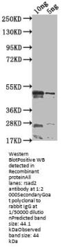 rsad2 Antibody