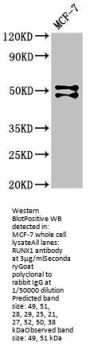 RUNX1 Antibody