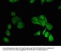 RUNX1 Antibody