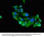RUNX3 Antibody