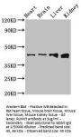 RUNX3 Antibody