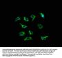 RYR3 Antibody
