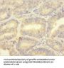 S100A1 Antibody