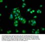 S100A1 Antibody