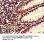 S100A10 Antibody