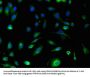 S100A10 Antibody