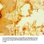 S100A3 Antibody