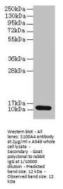 S100A4 Antibody