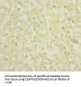 S100A6 Antibody