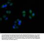 S100A7 Antibody