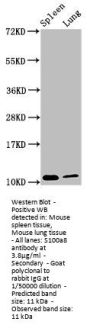 S100a8 Antibody