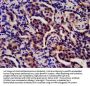 S100A8 Antibody