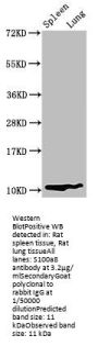 S100a8 Antibody