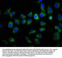 S100A9 Antibody