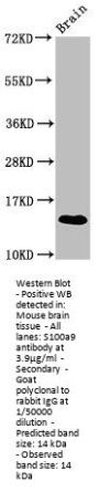 S100a9 Antibody