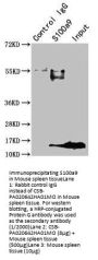 S100a9 Antibody